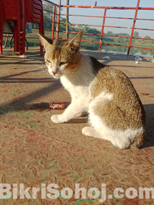 দেশি বিড়াল